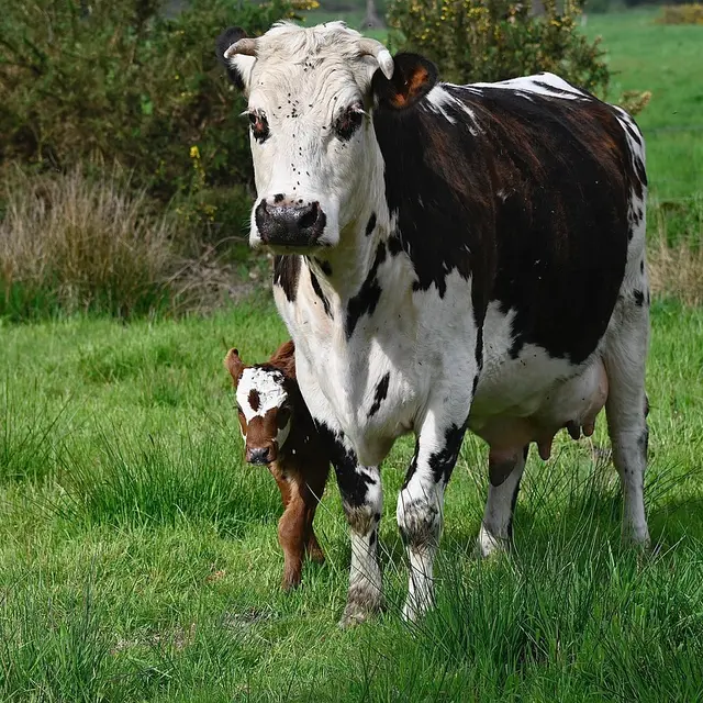 norman-cow-7973959_1280