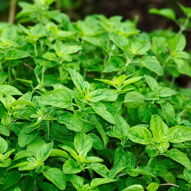 oregano-g69ec07969_1280
