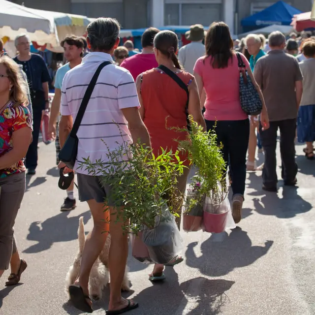 piegut-pluviers-marche@petite-sourisphotographie-1536x1024