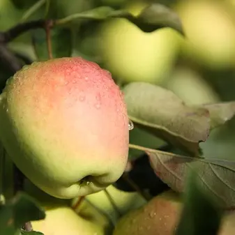 pomme2