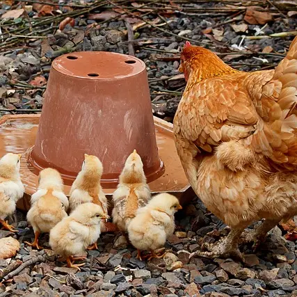 poule et poussins