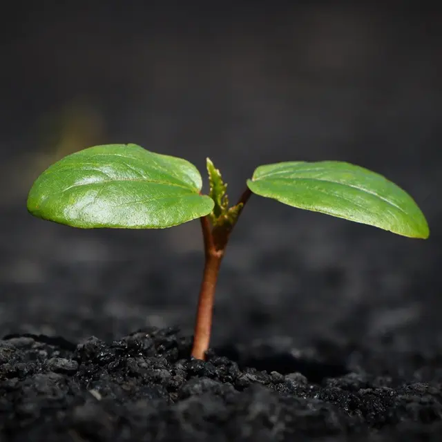 plant-8338691_1920