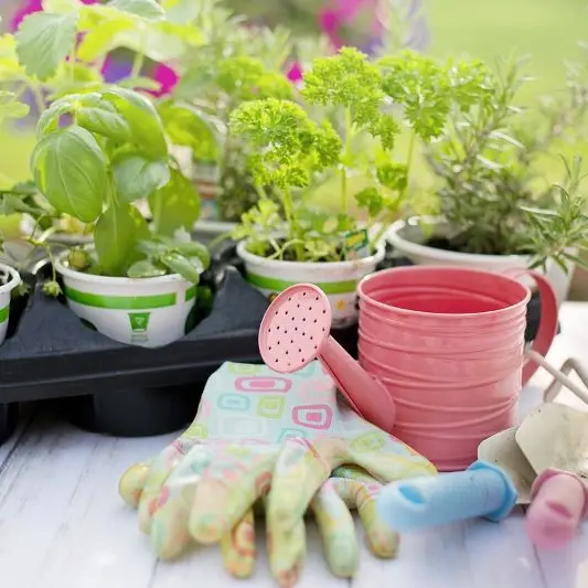 planting©Jill Wellington de pixabay
