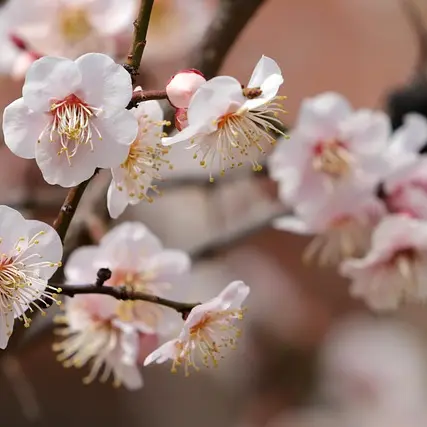 printemps