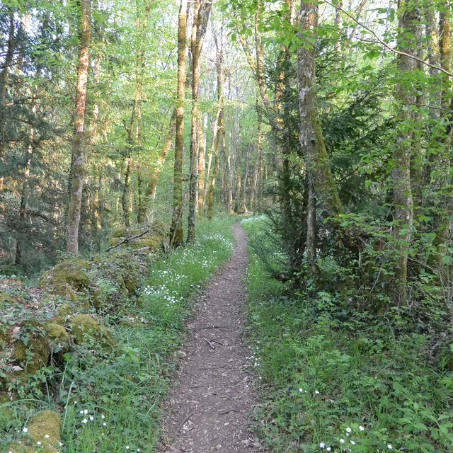 rando-foret-printemps1
