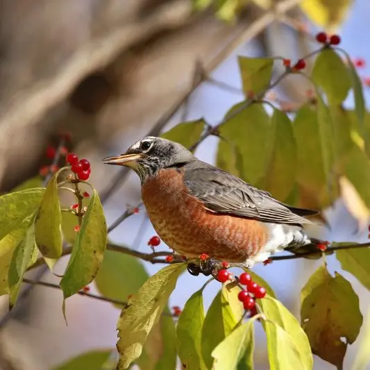 robin©Lori de Pixabay