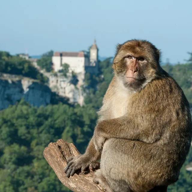 singe rocamadour©la forêt des singes_1