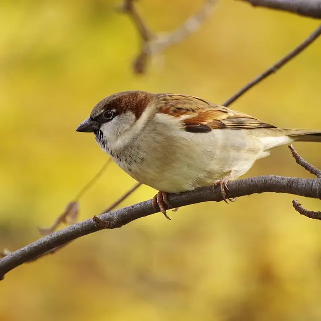 sparrow-3876487-960-720