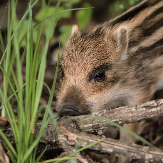 susib-wild-boar-piglet