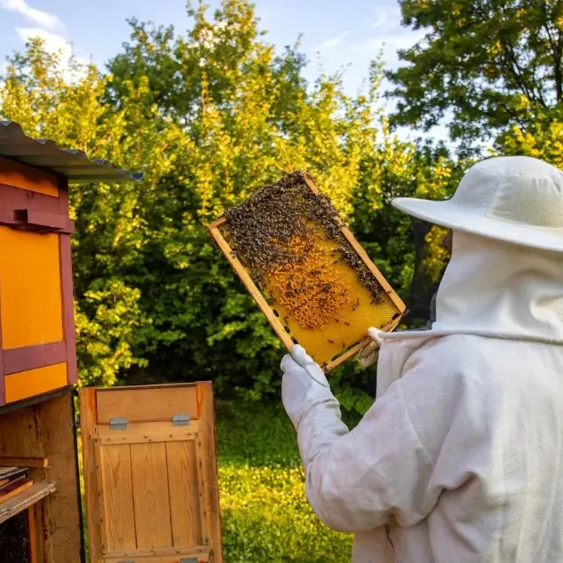 Apiculture - Abeille