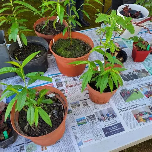 Troc plantes