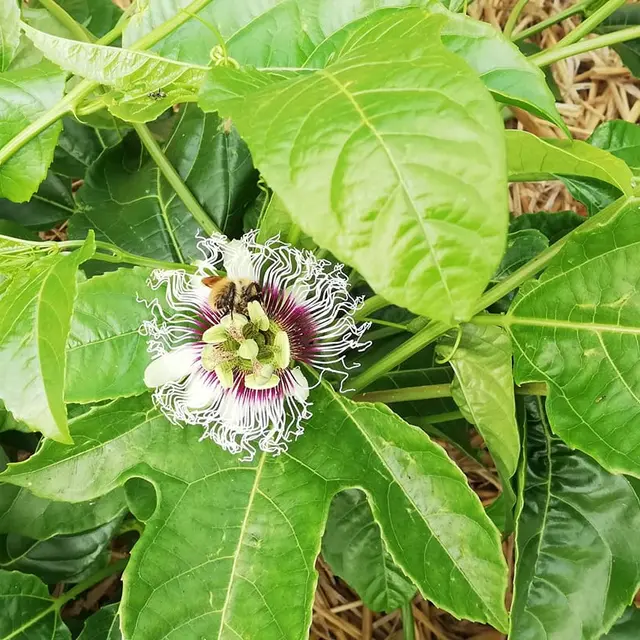 Maraîcher Ty Tropic - Plomeur - Pays Bigouden - Bigoudenjoy