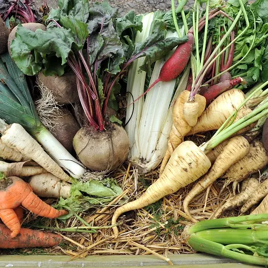 Les potagers de St Jean - Saint Jean Trolimon - Pays Bigouden - Bigoudenjoy