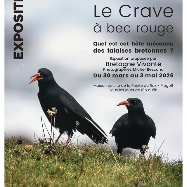 Expo Crave à bec rouge