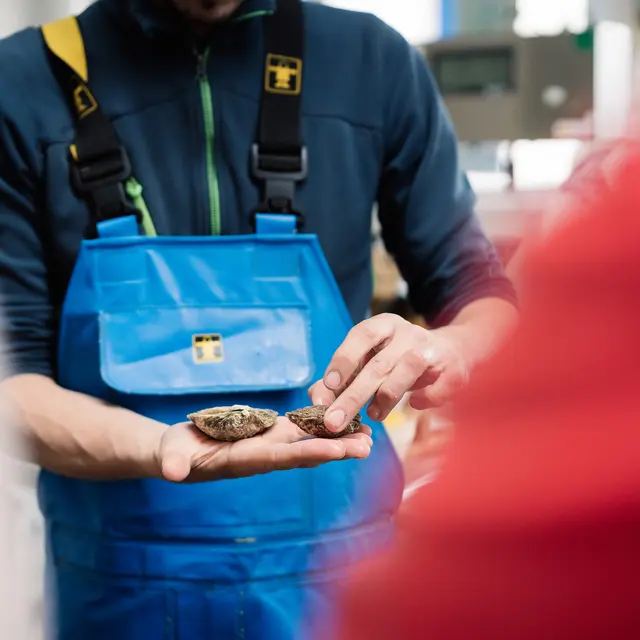 208-Moëlan-sur-Mer-Parcs ostréicoles et dégustation aux Huîtres MorvanHD