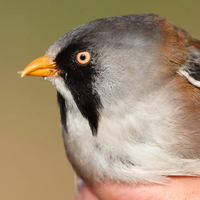 23_panure a moustaches