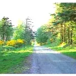 voie romaine Le Flohic