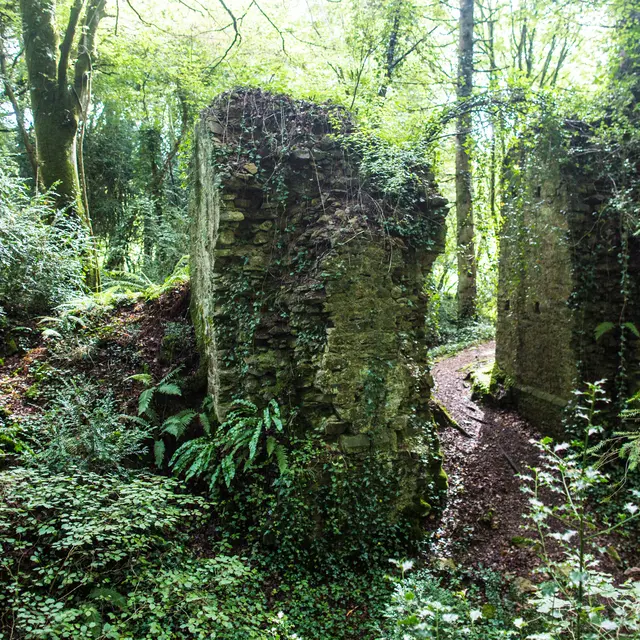 Forêt de Toulfoën
