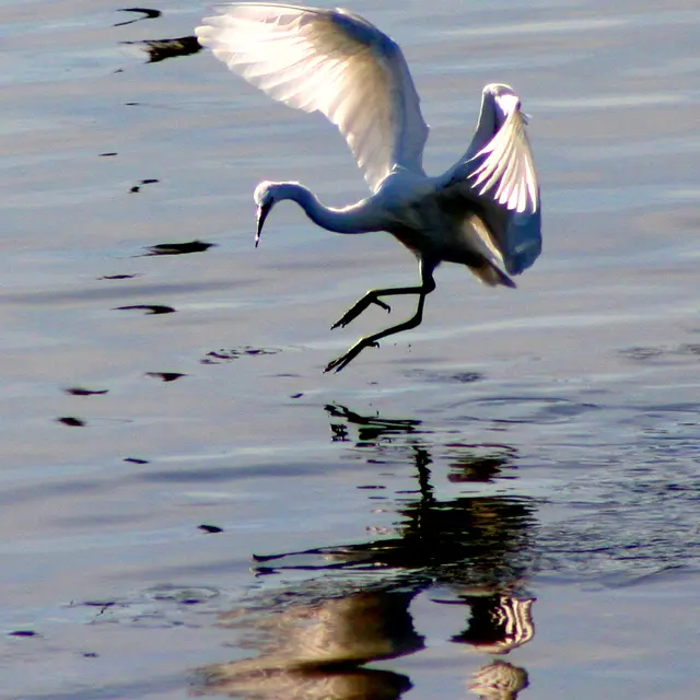 Aigrette vol 4