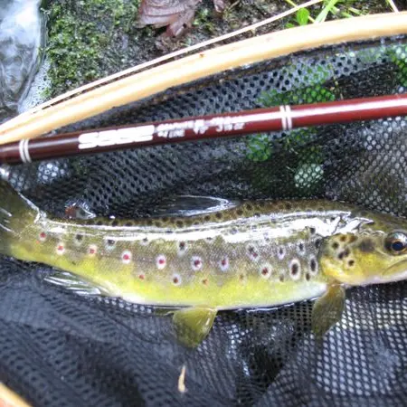 Association-Agreee-pour-la-Peche-et-la-Protection-du-Milieu-Aquatique-du-Pays-Bigouden-1