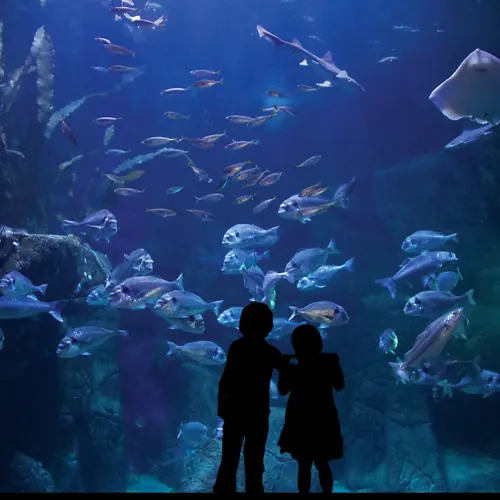 Aquashow