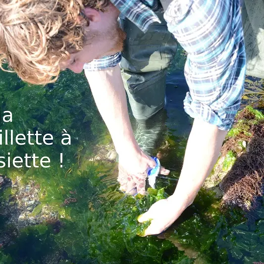 Begood Alg - Plozévet - Pays Bigouden