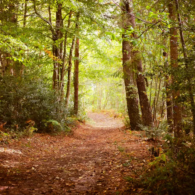 Bois de Roscouré - Combrit - Pays Bigouden