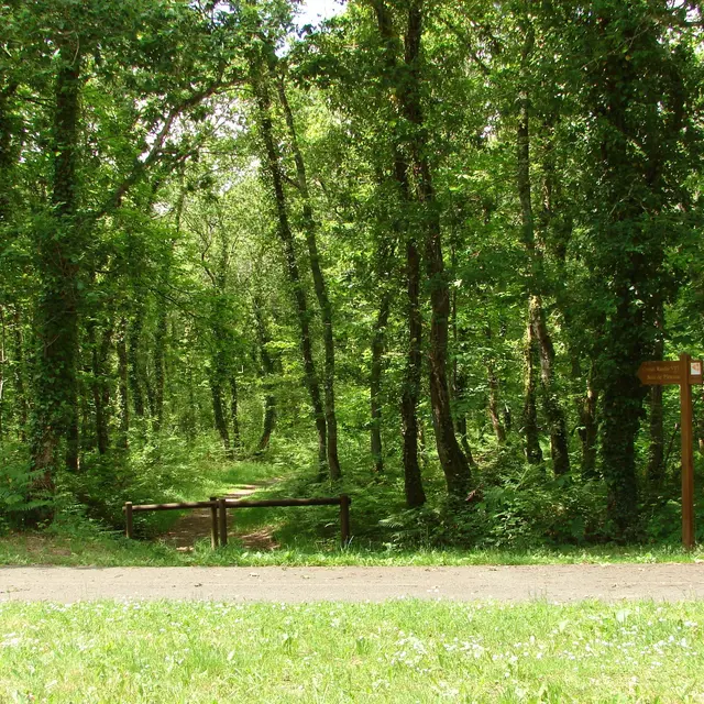 Bois de Pleuven