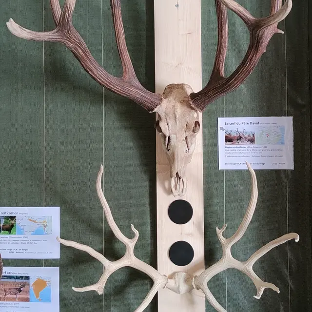 Cerfs de Schromburgk (+) et du Père David 1