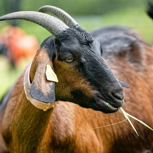 Chevrerie-de-la-Poterie- Dingé