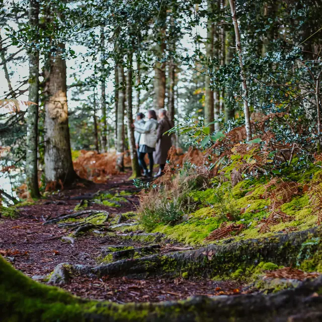 Bois de  Roscouré - Combrit - Pays Bigouden