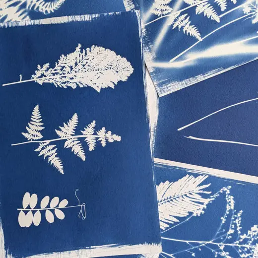 Cyanotype-Philippe-Breson-5-885x520