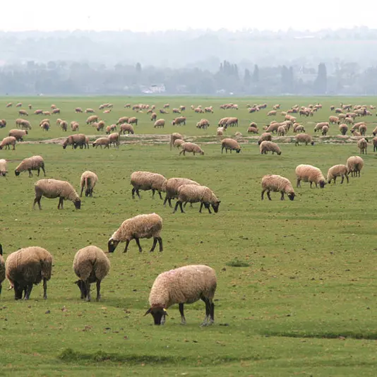 Agneaux de prés salés