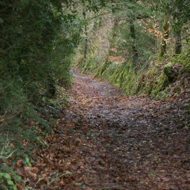 Chemin creux