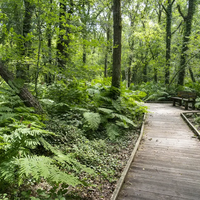 Elise FOURNIER - Bois du Névet PMR