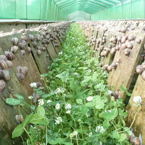 Petits-gris Cap'Hélix