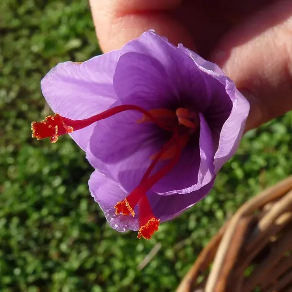 Esprit Safran - Pouldreuzic - Pays Bigouden