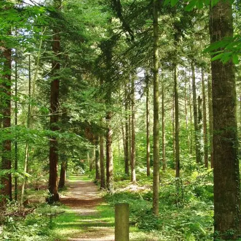 Forêt de Montfort-sur-Meu Petite Cité de Caractère Bretagne Brocéliande ©office de tourisme Lac de Trémelin