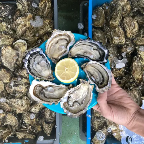Huîtres Morvan