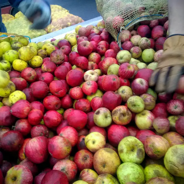 Atelier découverte de la Fabrication du cidre et du jus de pommes