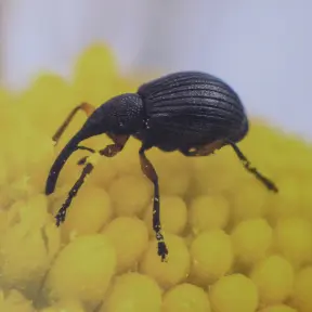 JUL insecte-pollinisateur