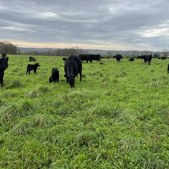 Ferme Kerdroual - Gourlizon - Pays bigouden