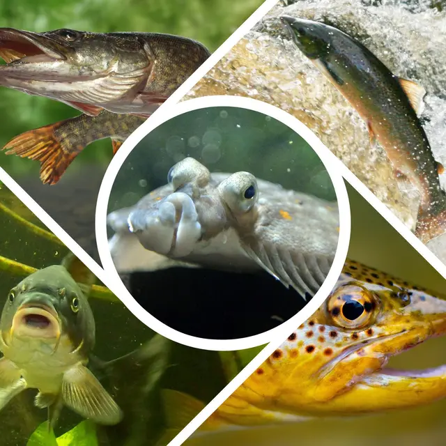 Aquarium des Curieux de nature