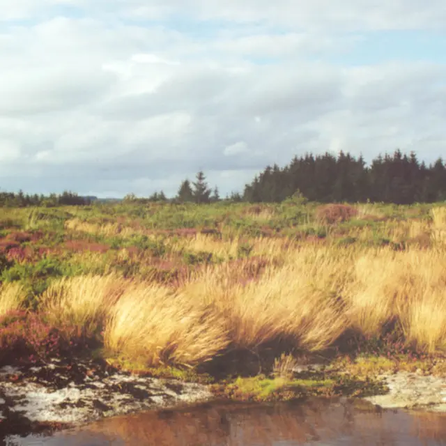 Landes de Locarn