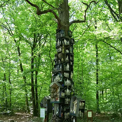 Le Chêne à la Vierge, forêt de La Guerche-de-Bretagne 3
