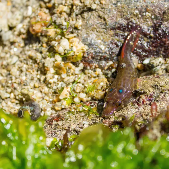 Lepadogaster purpurea