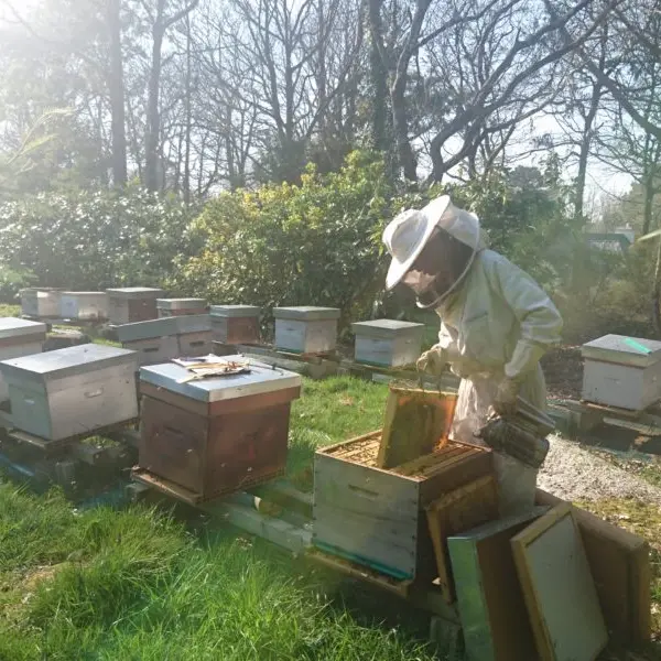 Les Ruches d'Armalia