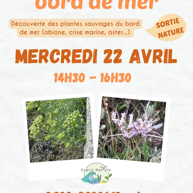 Les plantes du bord de mer 2026 - 1