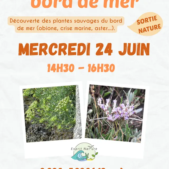 Les plantes du bord de mer 2026 - 3