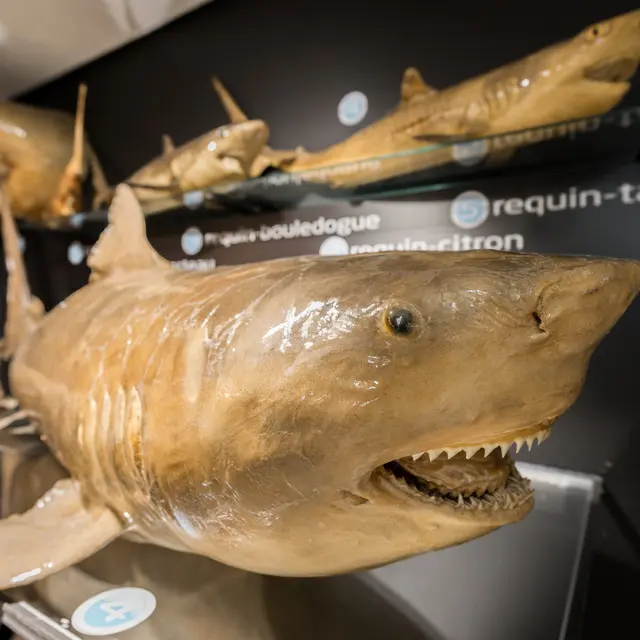 MUSEE DE L'AMIRAL les requins